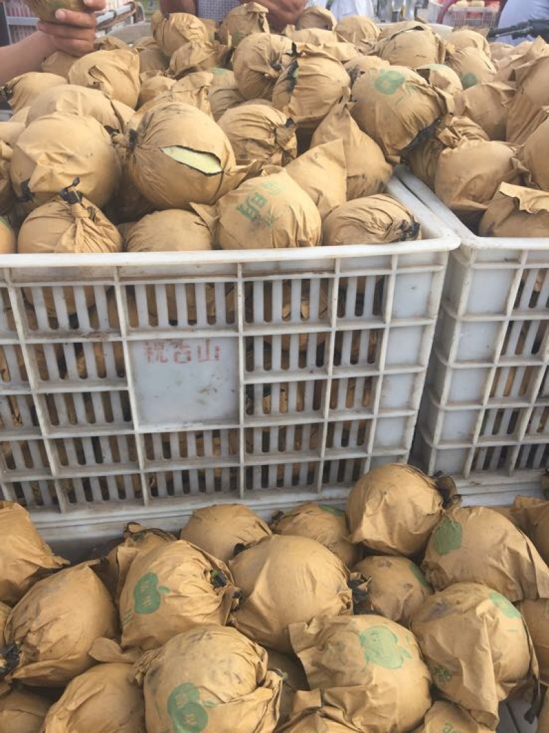 皇冠梨350~400g光果青皮皇冠梨白皮皇冠梨量大从优