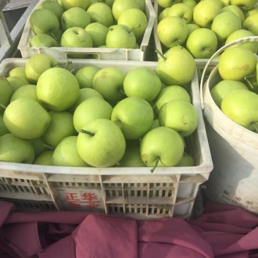 皇冠梨350~400g光果青皮皇冠梨白皮皇冠梨量大从优