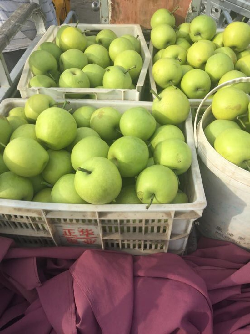 皇冠梨350~400g光果青皮皇冠梨白皮皇冠梨量大从优
