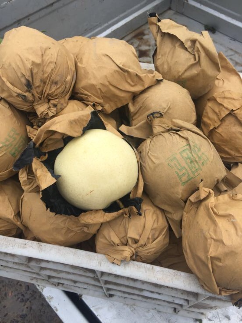 皇冠梨350~400g光果青皮皇冠梨白皮皇冠梨量大从优