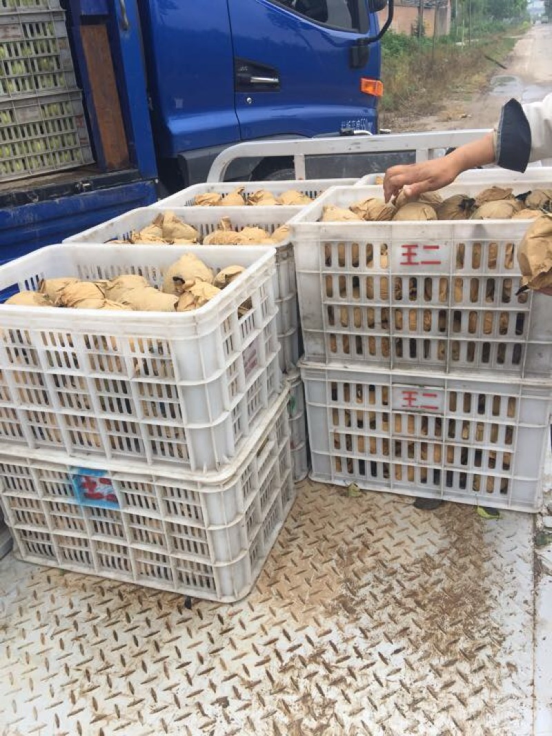皇冠梨350~400g光果青皮皇冠梨白皮皇冠梨量大从优