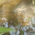 胡子鲶清水埃及塘角鱼
