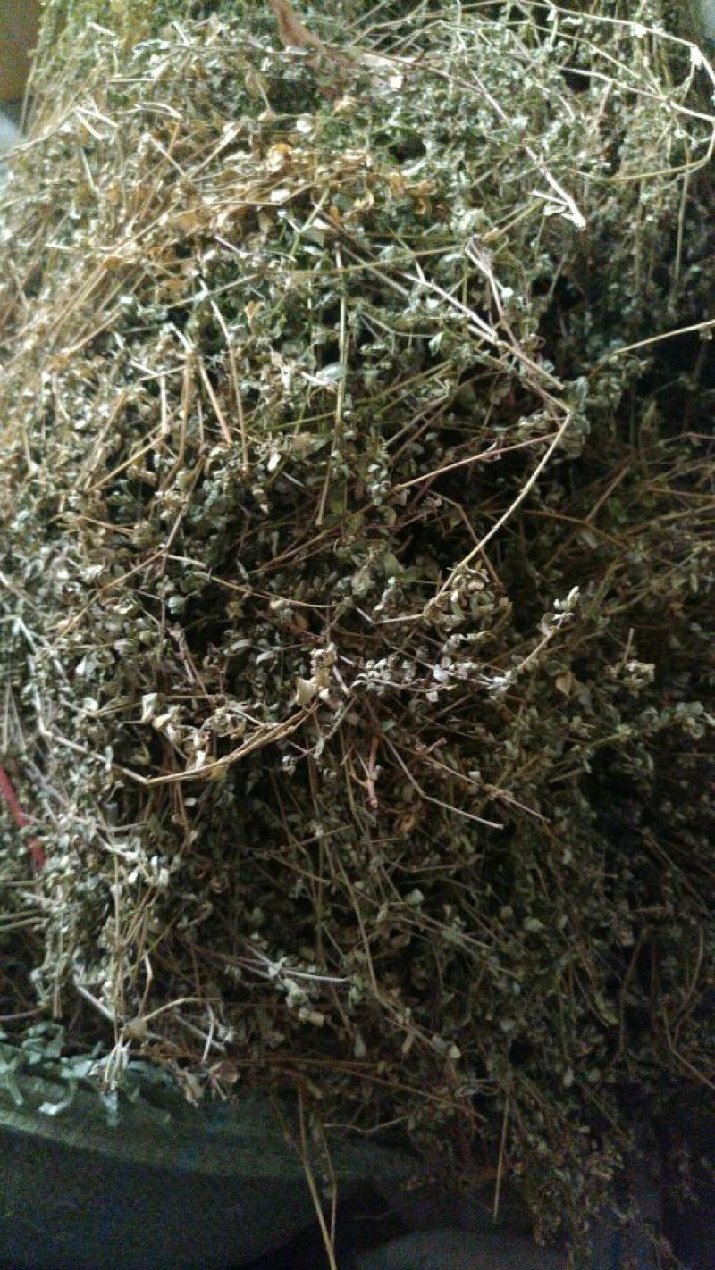 地锦草，铺地草，血风草，，奶浆草精选散装有大货，价格优惠