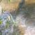 胡子鲶清水埃及塘角鱼