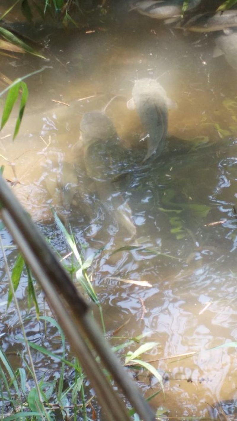 胡子鲶清水埃及塘角鱼