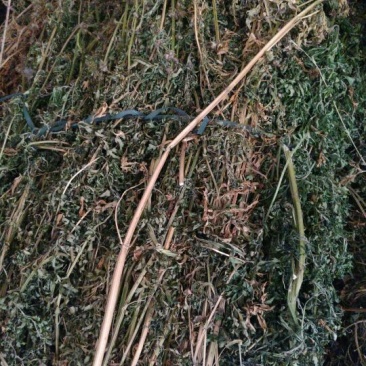 益母草，野生干品，长期有货，保证质量，，，，，。。，，，
