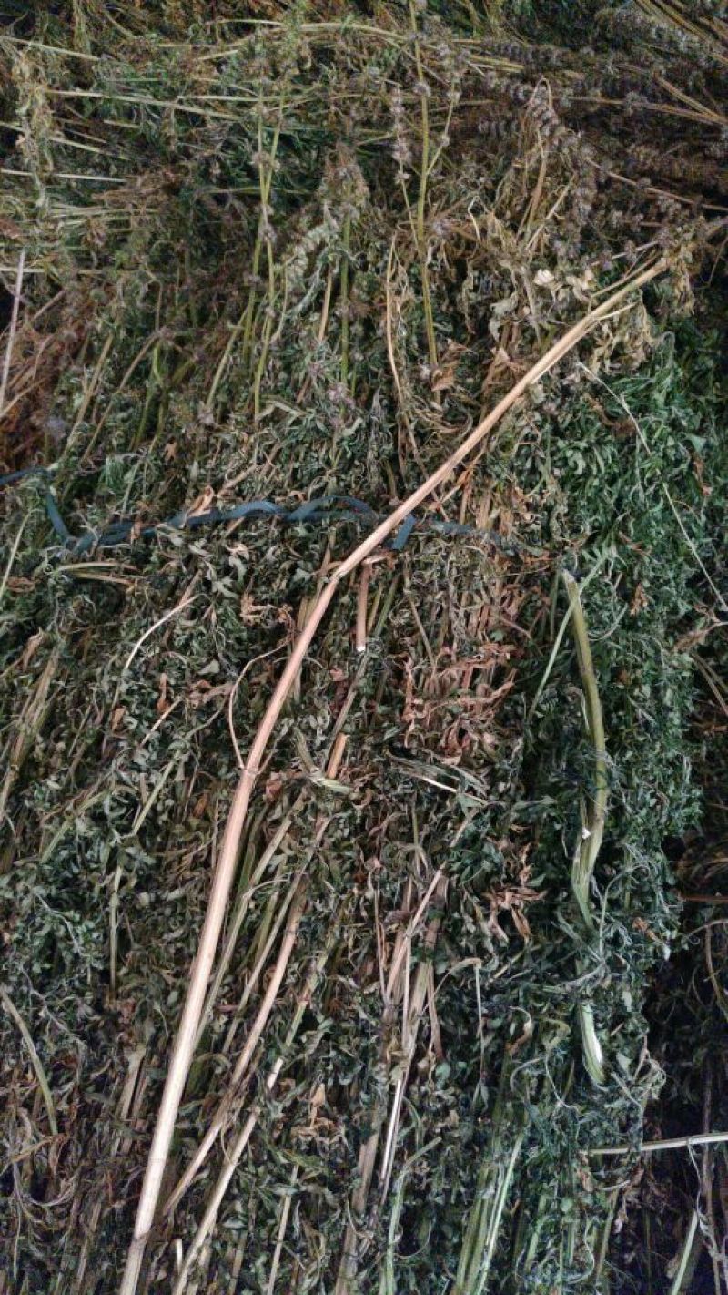 益母草，野生干品，长期有货，保证质量，，，，，。。，，，