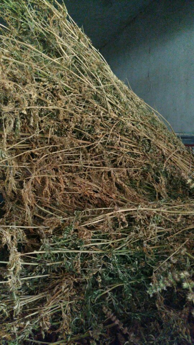 益母草，野生干品，长期有货，保证质量，，，，，。。，，，