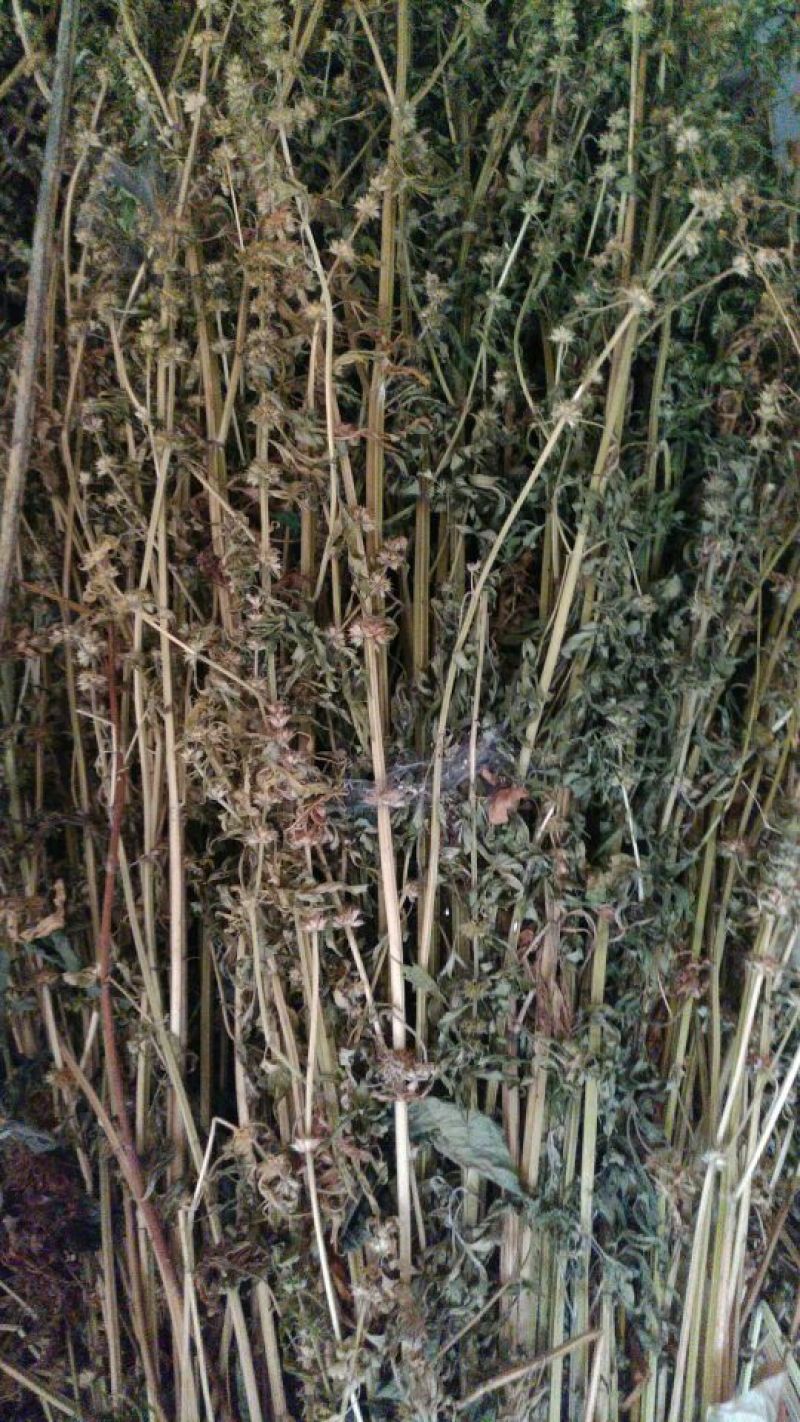 益母草，野生干品，长期有货，保证质量，，，，，。。，，，