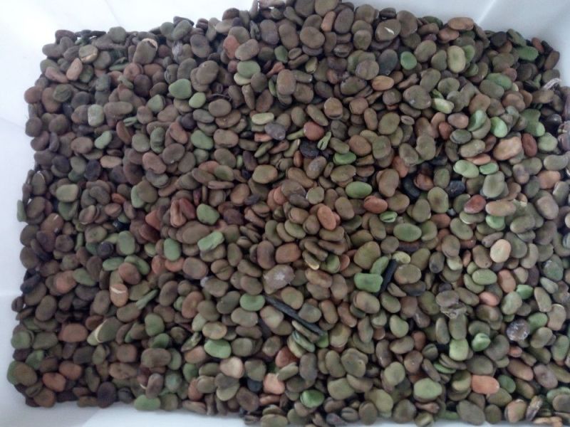 蚕豆批发饲料蚕豆江苏产地喂鱼打粉豆瓣厂胡豆蚕豆