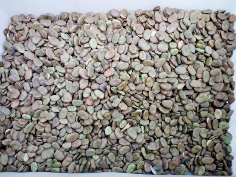 蚕豆批发饲料蚕豆江苏产地喂鱼打粉豆瓣厂胡豆蚕豆