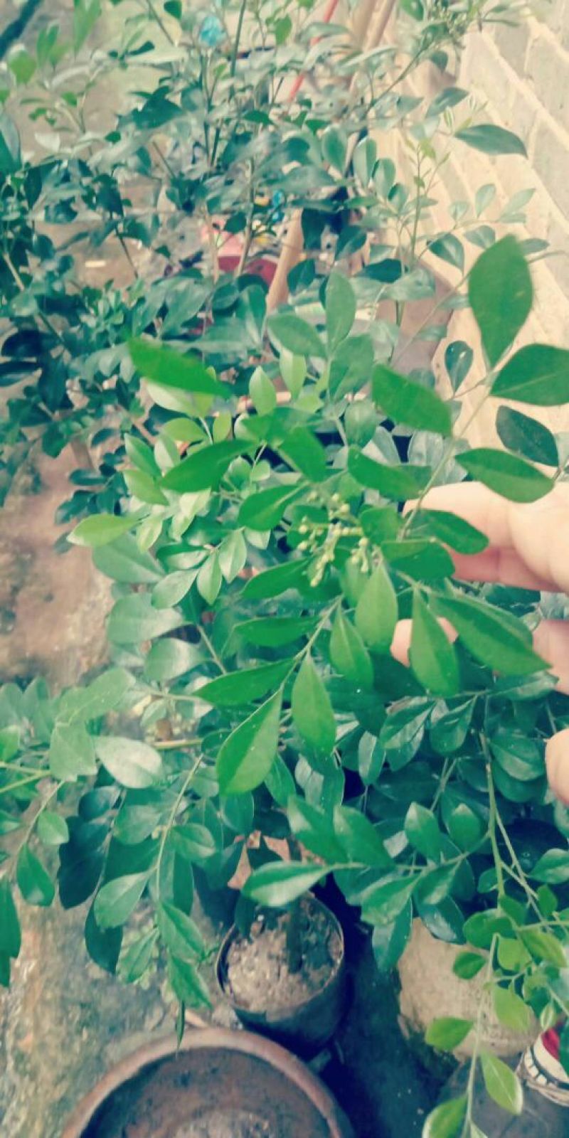 九里香树苗，杯苗
