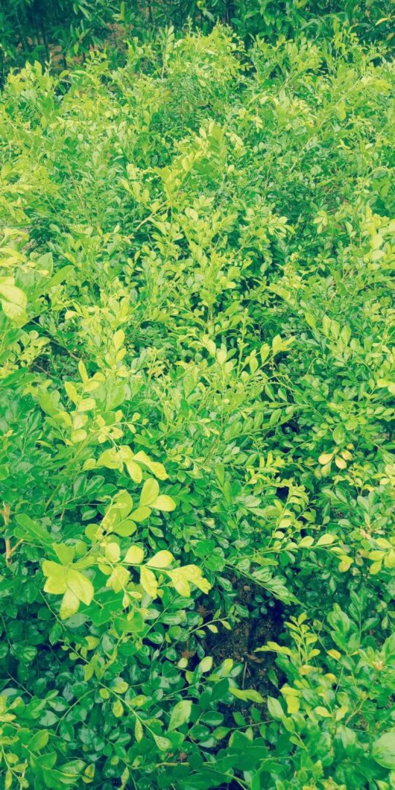 九里香树苗，杯苗
