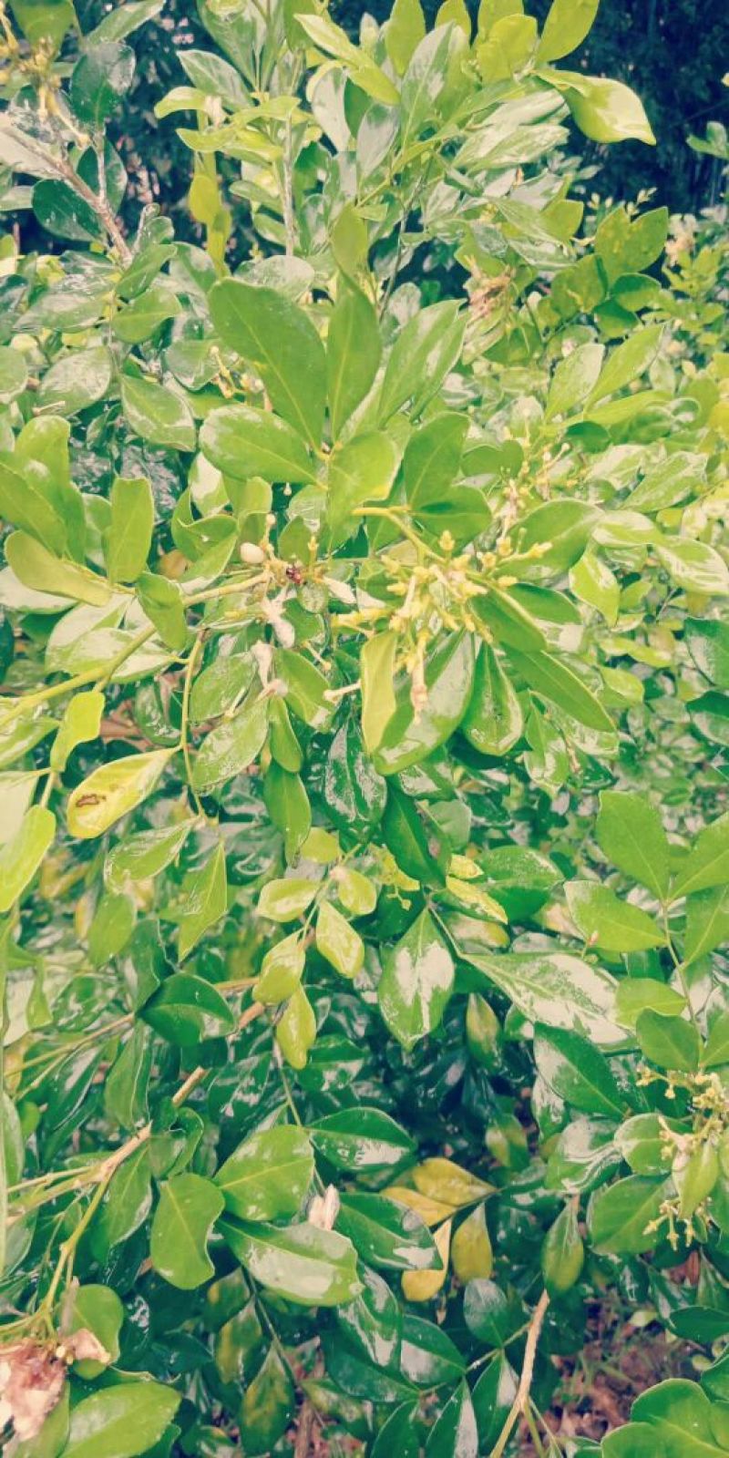 九里香树苗，杯苗