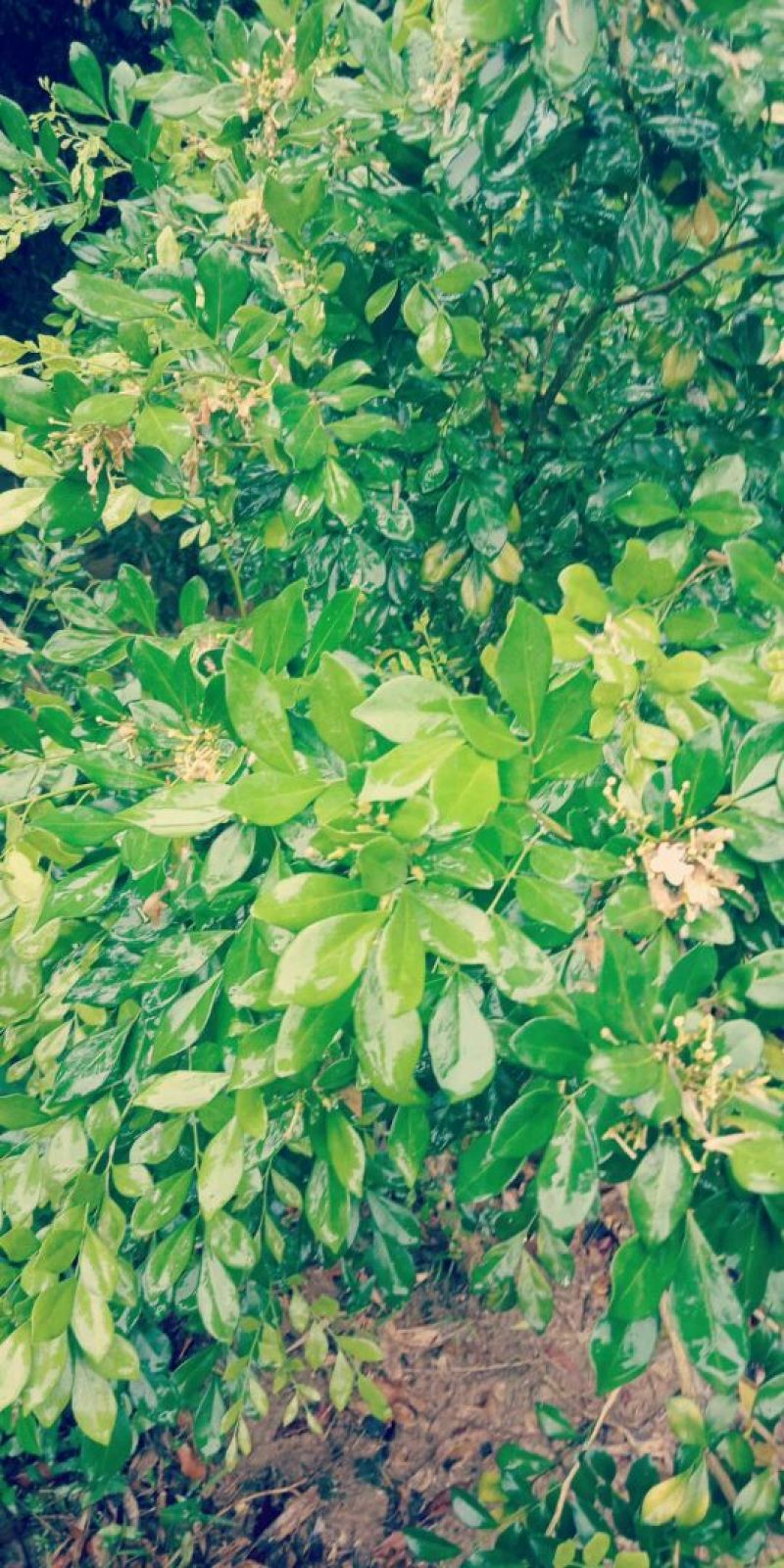 九里香树苗，杯苗