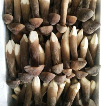 黑皮鸡枞菌