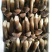 黑皮鸡枞菌