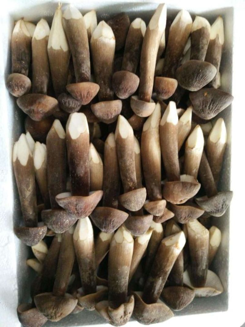 黑皮鸡枞菌