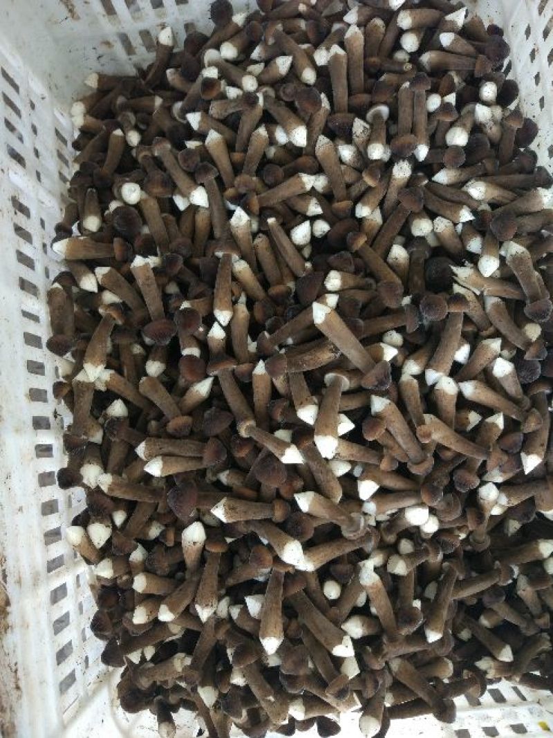 黑皮鸡枞菌