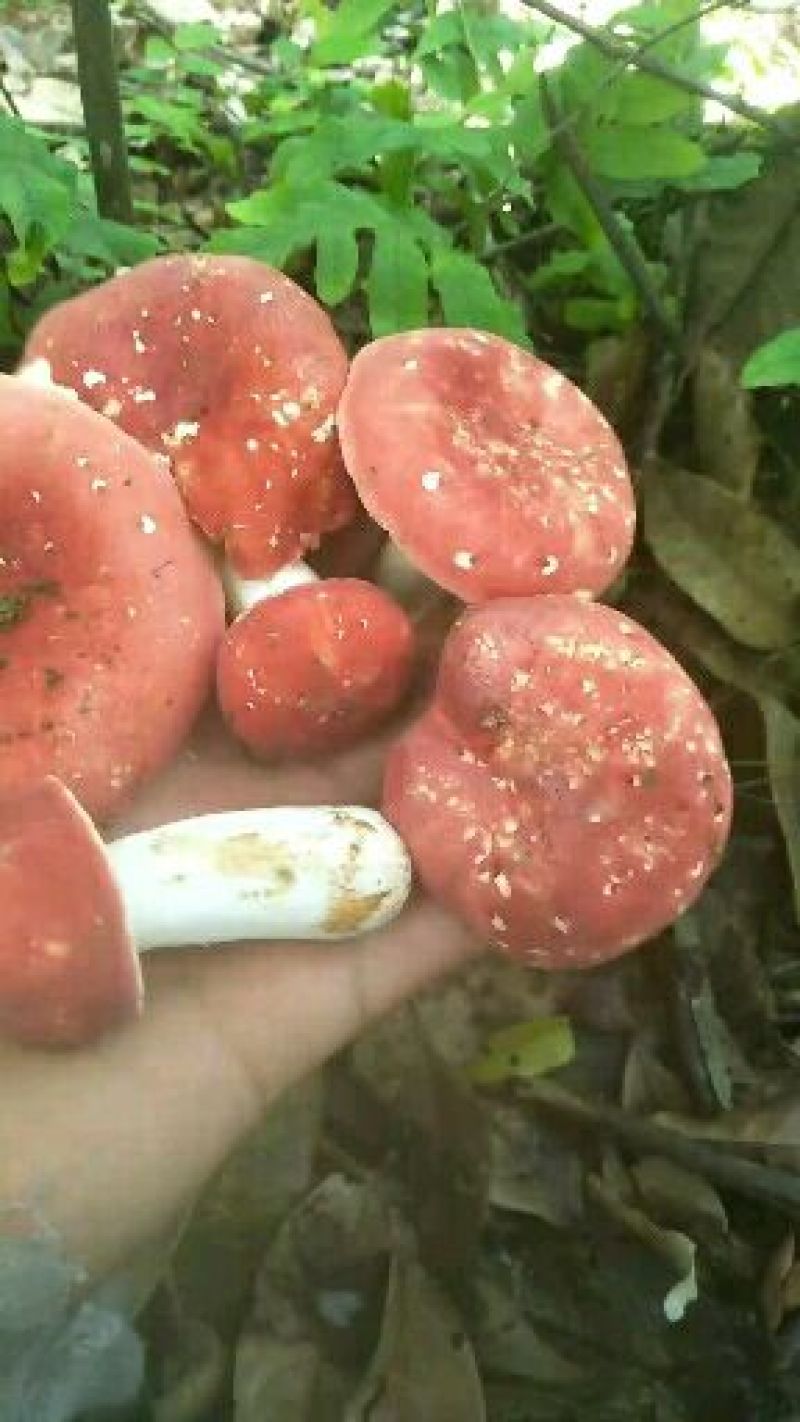 红菇