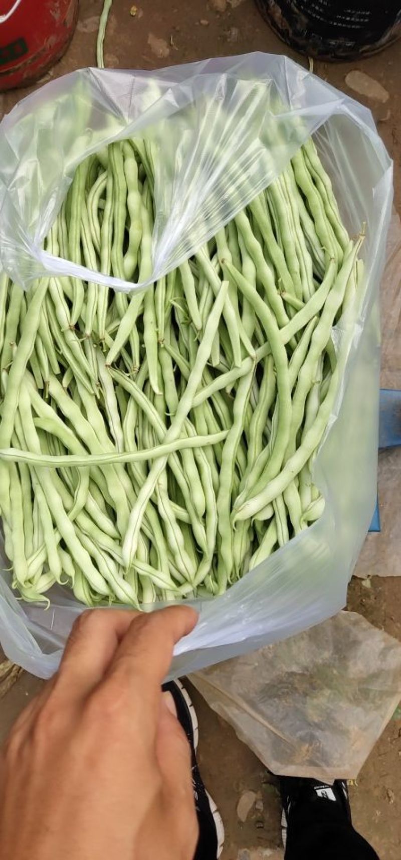 白豆王