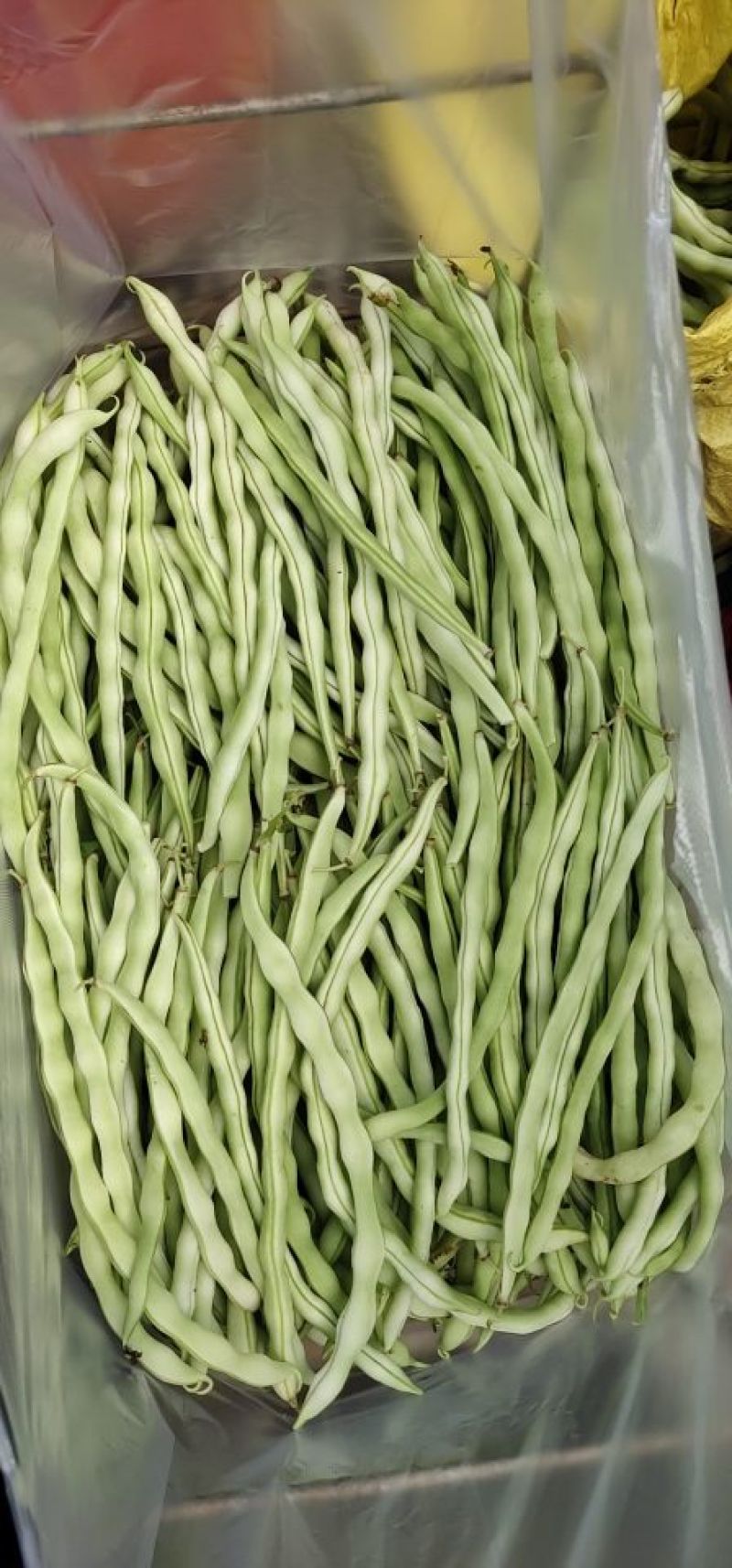 白豆王