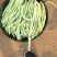 白豆王