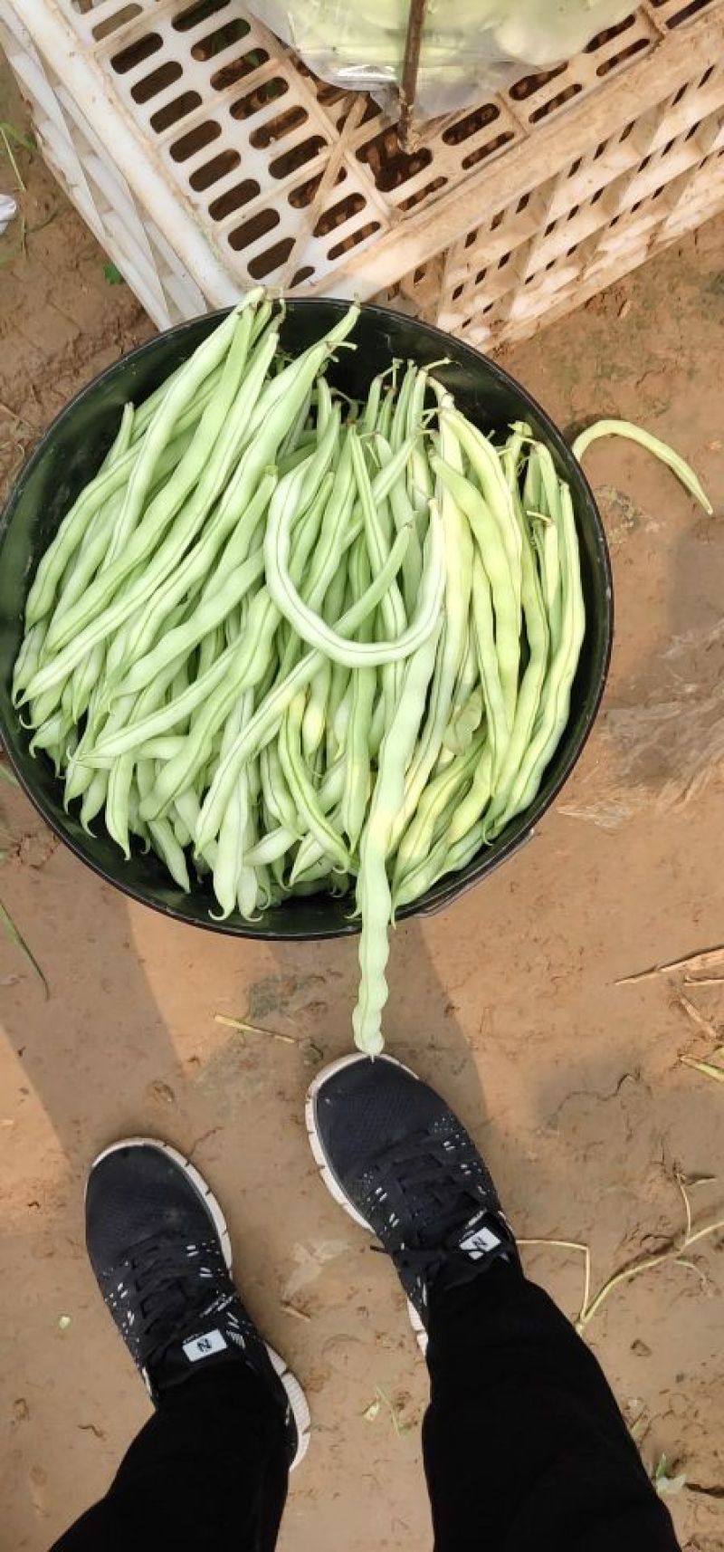 白豆王