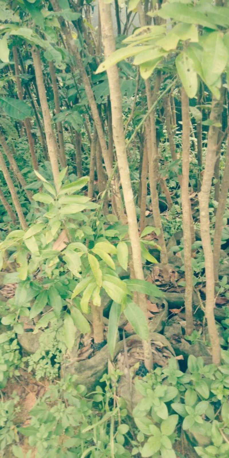 石夹龙眼树苗
