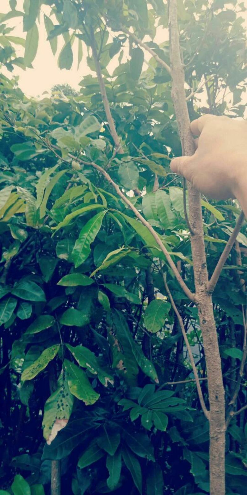 石夹龙眼树苗