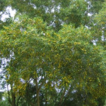 相思树2.5~3m