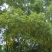 相思树2.5~3m