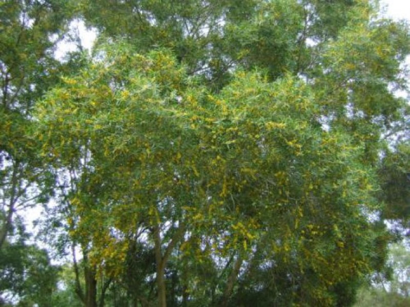 相思树2.5~3m