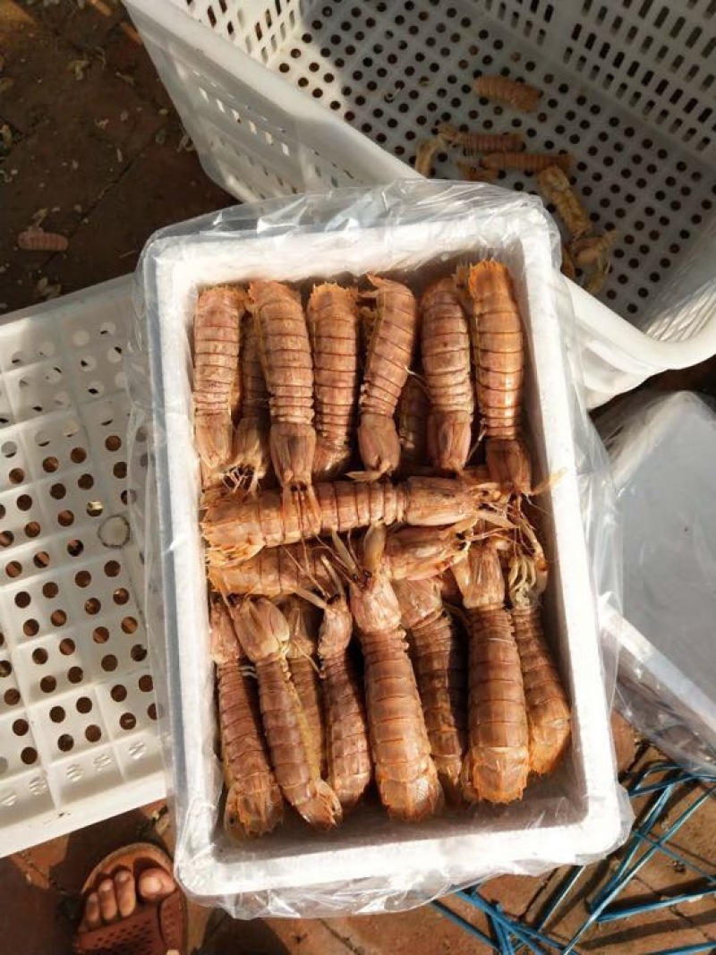 皮皮虾冻虾