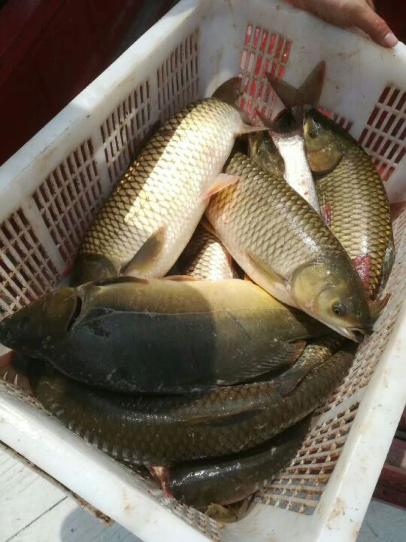 草鱼鲫鱼