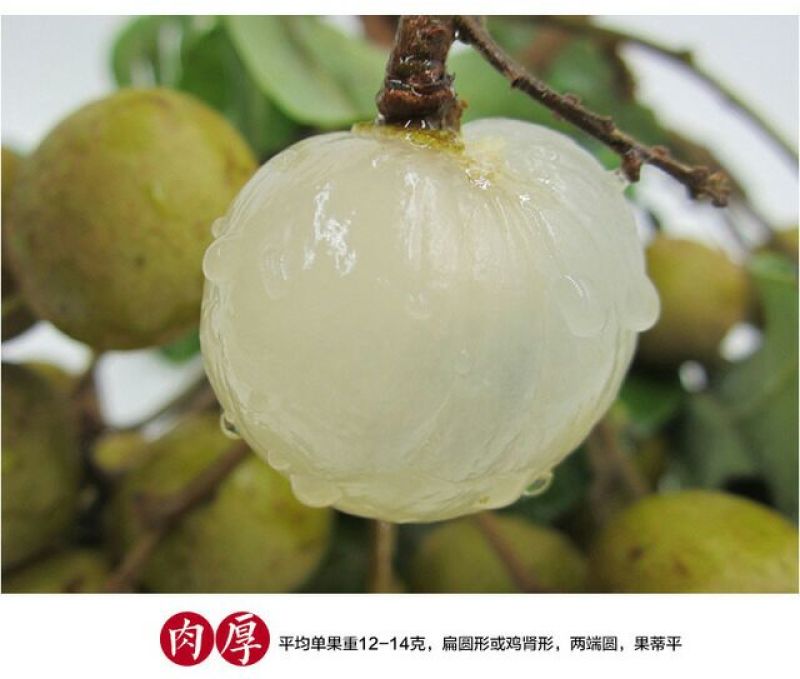 广东石硖/储良龙眼顺丰包邮批发一件代发甜度高