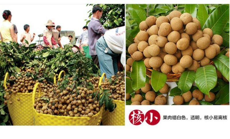 广东石硖/储良龙眼顺丰包邮批发一件代发甜度高
