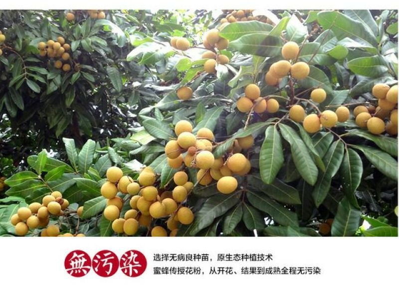 广东石硖/储良龙眼顺丰包邮批发一件代发甜度高