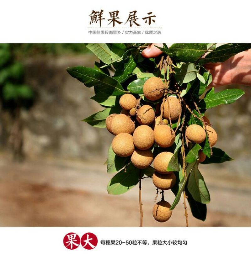 广东石硖/储良龙眼顺丰包邮批发一件代发甜度高