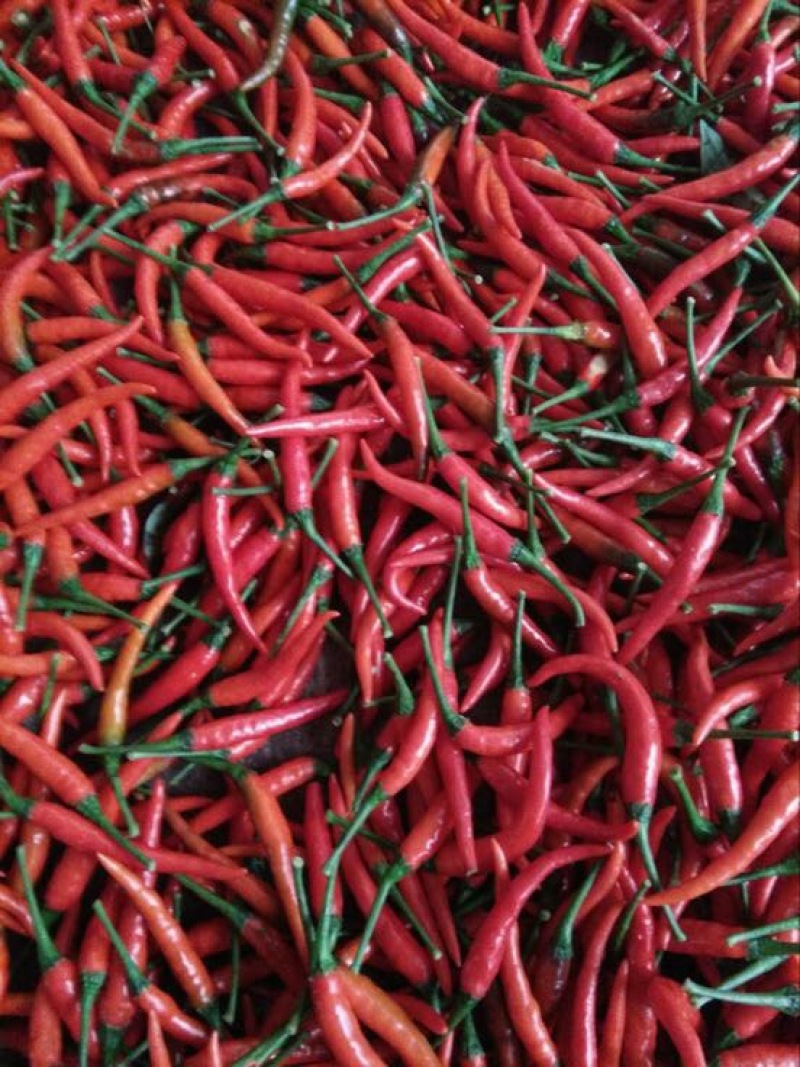 艳红辣椒5~10厘米红特辣