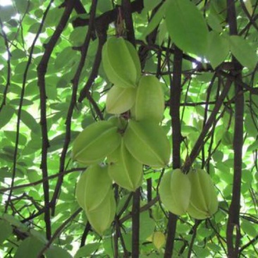 杨桃苗