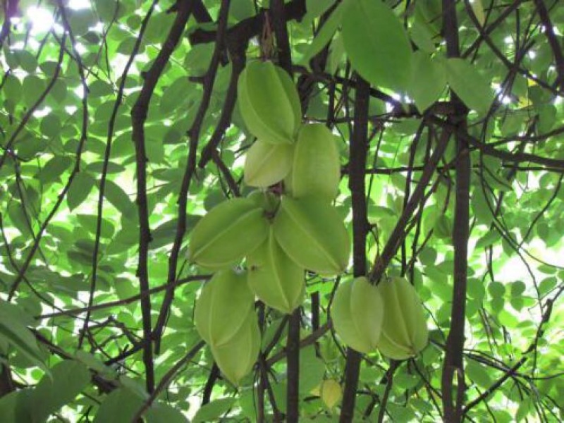 杨桃苗