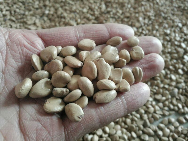 布福娜树苗黑老虎实生1到2年苗