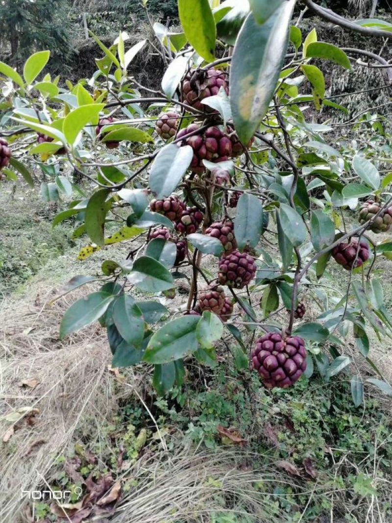 布福娜树苗黑老虎实生1到2年苗
