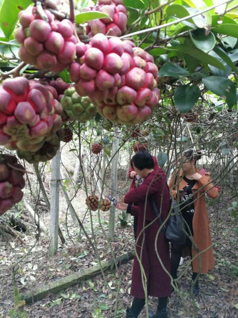 布福娜树苗黑老虎实生1到2年苗