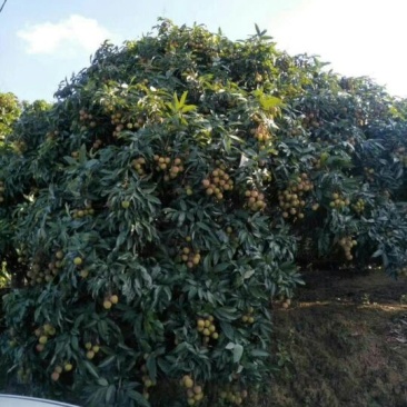 妃子笑荔枝苗