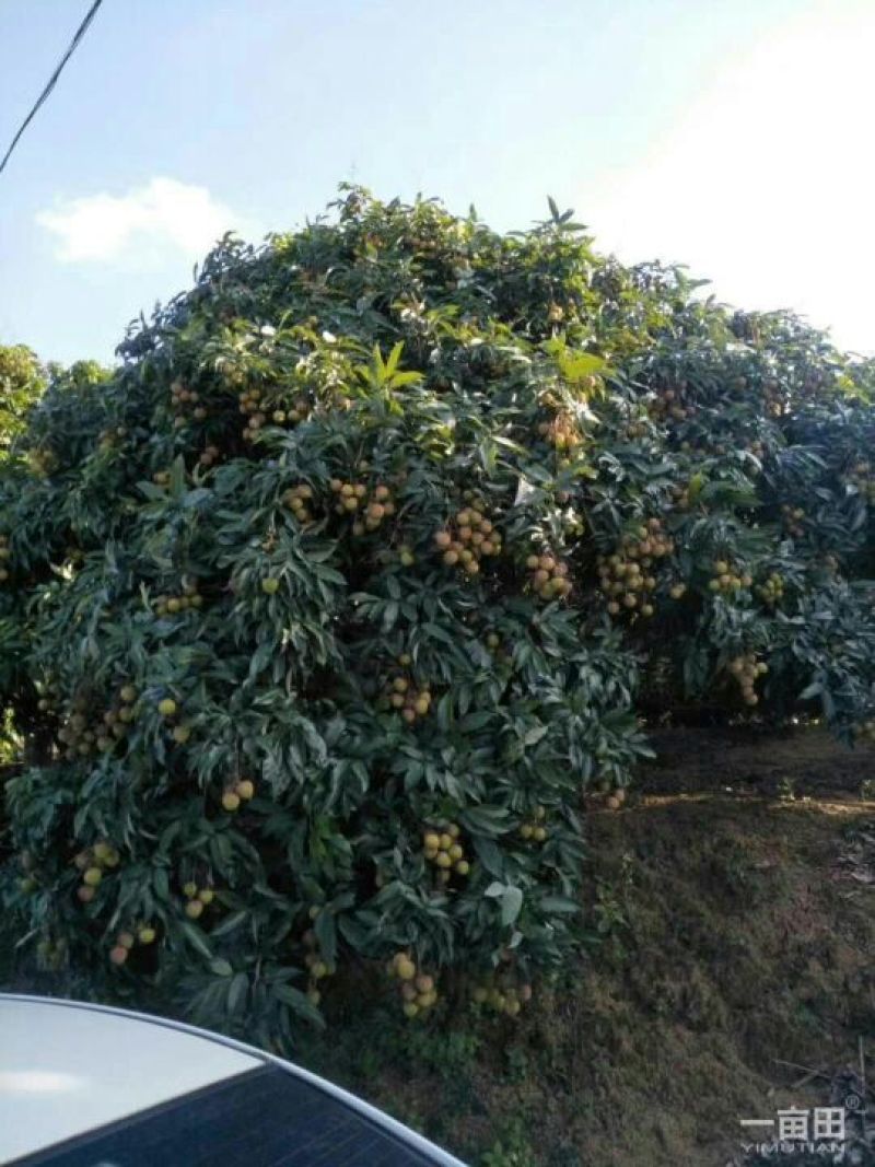 妃子笑荔枝苗