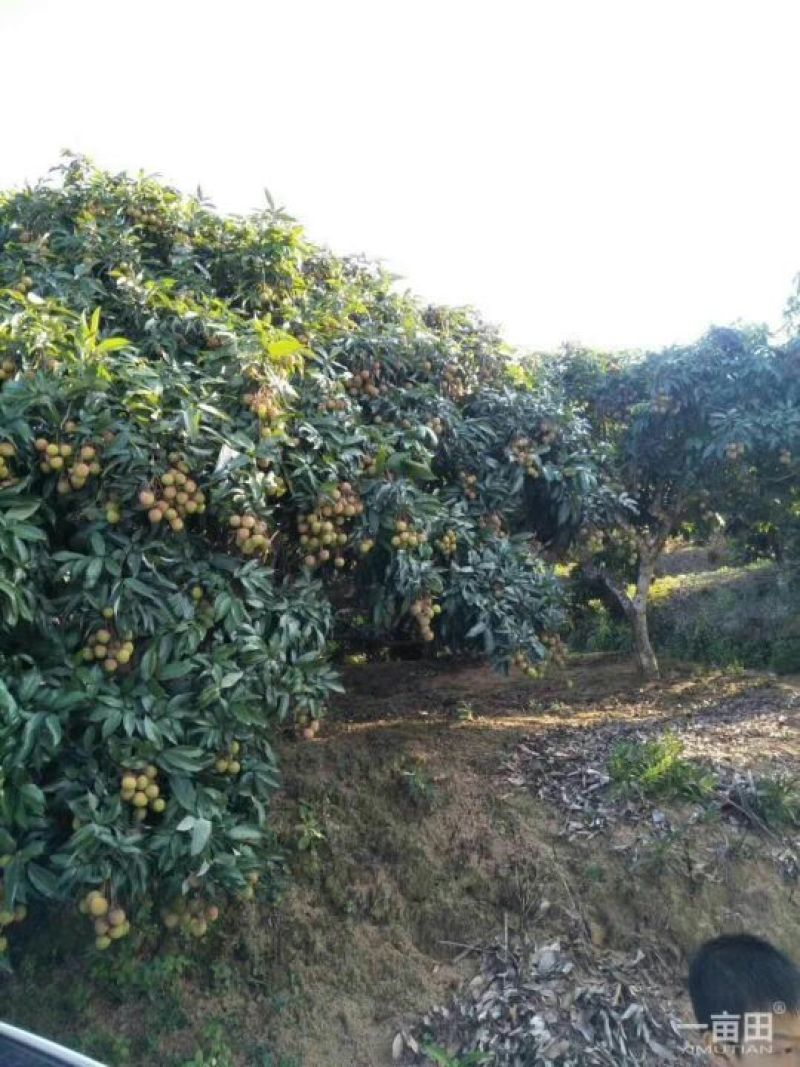 妃子笑荔枝苗