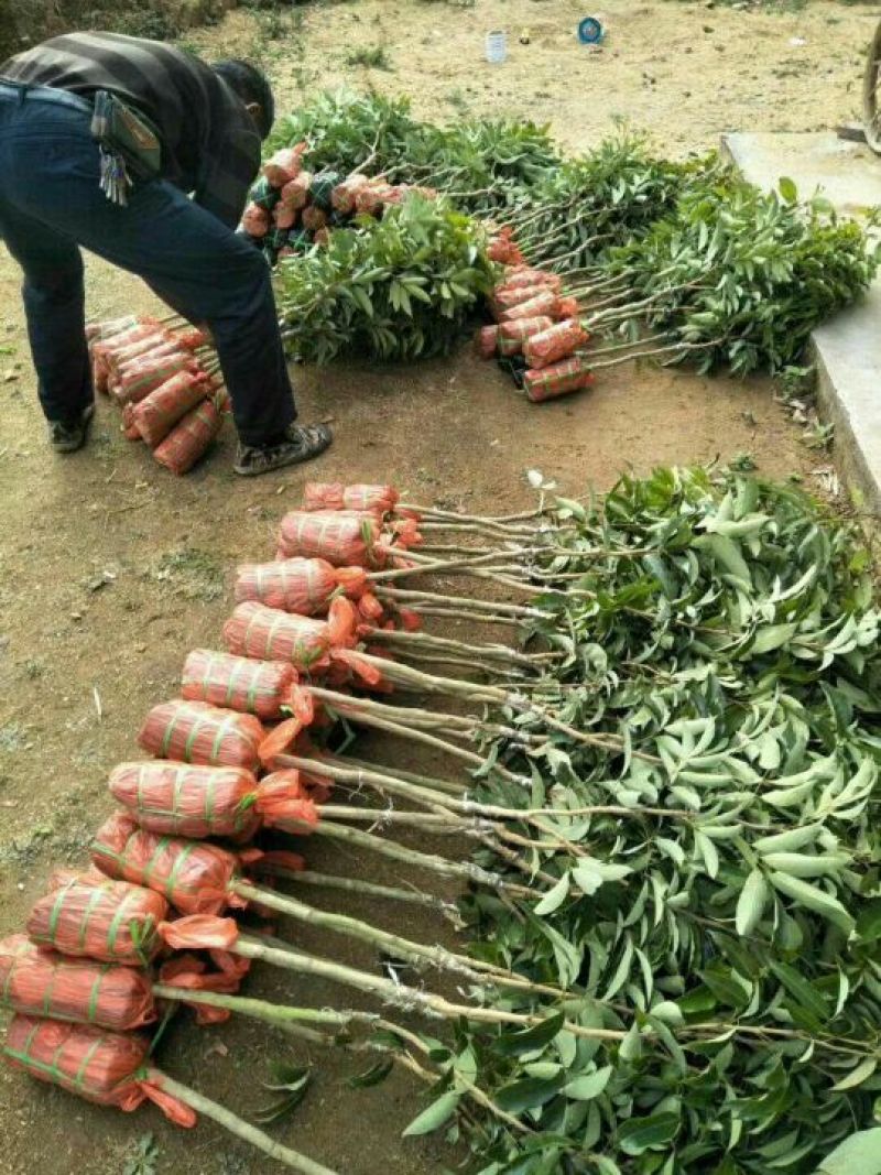 妃子笑荔枝苗