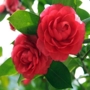 茶花苗
